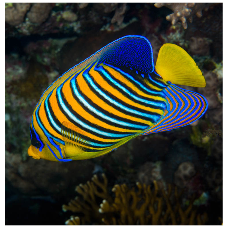 Pygoplites Diacanthus Océan Indien(mer rouge) 8-10 cm